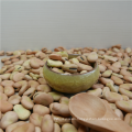 Dried Canned Broad Beans With Best Price